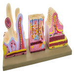 Three Part Digestive Tract Model